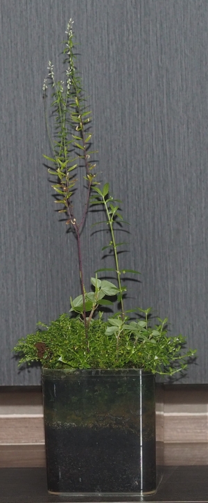 Miniature garden in a container photo